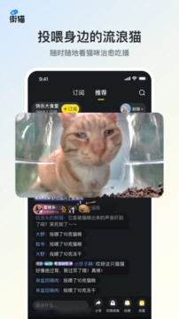 街猫-图1
