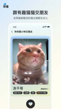 街猫-图2