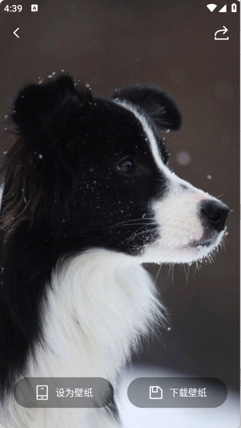 甜心次元壁纸(3)