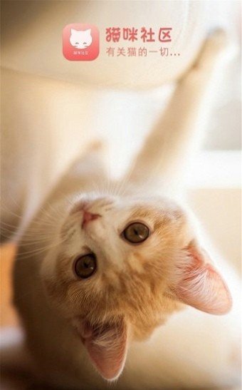 猫咪社区最新版(2)
