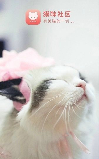 猫咪社区最新版(3)