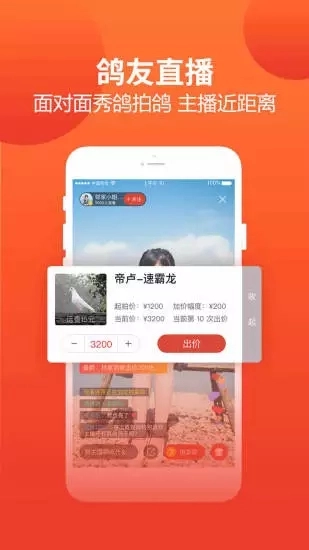赛鸽头条图2