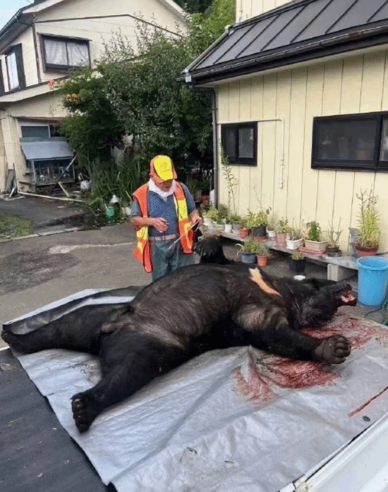 日本熊害已造成至少12人死亡，且熊群已逼近东京！