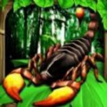 蝎子争霸赛游戏