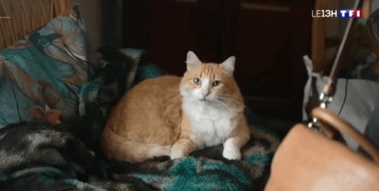 猫咪擅自闯入邻居家中排便，主人因此被处以高额罚款