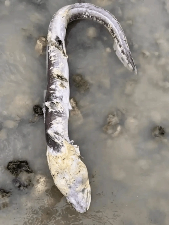 英国海岸惊现巨型海怪居民称其外形酷似外星生物：最终真相揭晓