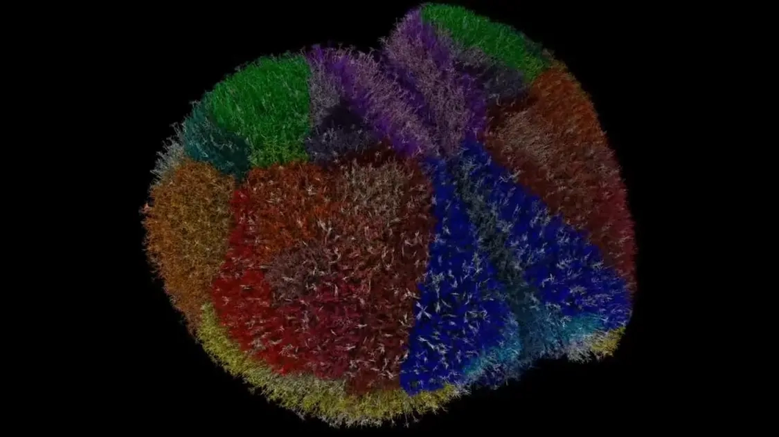 科学家成功打造出目前为止规模最为庞大的动物大脑模拟系统，该系统能够完整重现小鼠体内900万神经元以及260亿个突触的状态