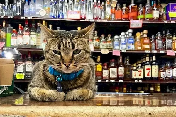 明星猫遭遇车祸身亡后，谷歌旗下自动驾驶企业Waymo卷入公关风波