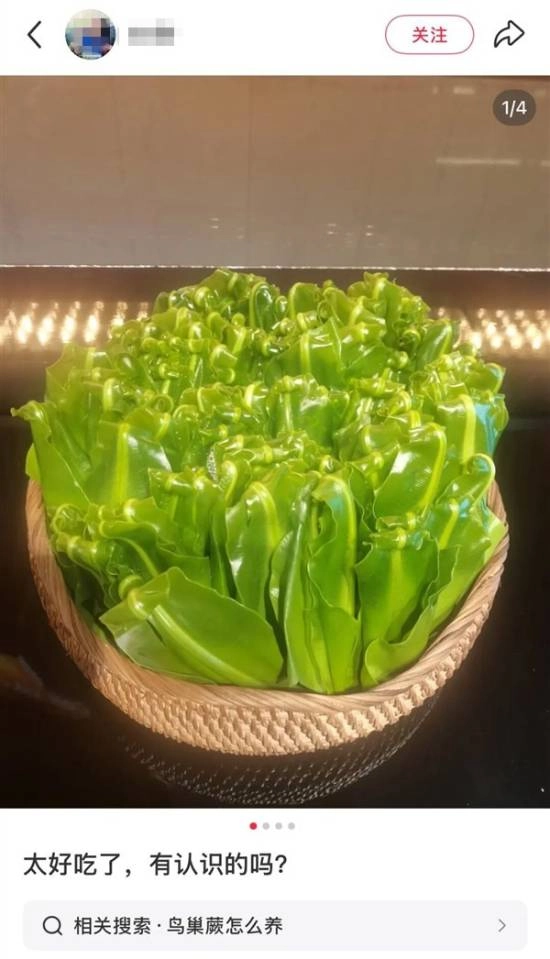 售价五十元一斤的网红山苏菜，在云南人眼里竟只是随处可见的“绿化带植物”！