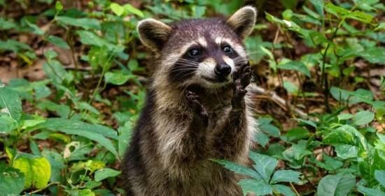新研究发现浣熊呈现出早期驯化特征未来或许可作为宠物饲养