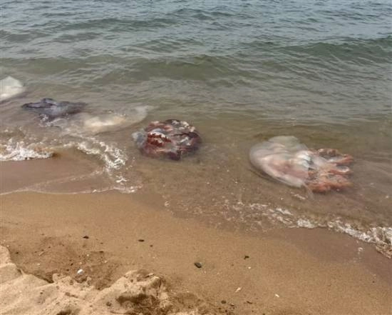 男子酒后驾驶摩托车时，因路面洒落的海蜇导致车辆打滑而不幸身亡，法院经审理认定四方均存在过错