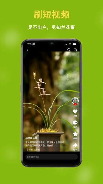 兰花交易网图1