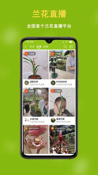 兰花交易网图3