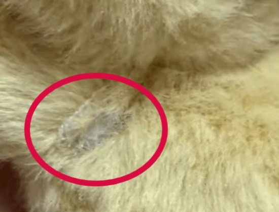 1：购买的Labubu存在瑕疵，异地维权困难，泡泡玛特因此被起诉