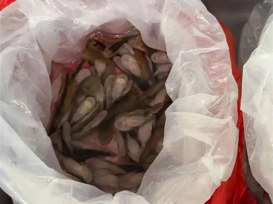 海关当场从女子裙内查获229条活鱼