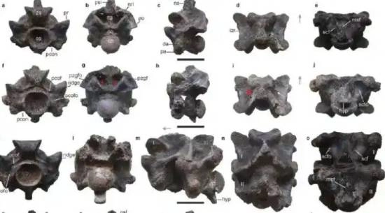 印度出土史前巨蛇化石：体长峰值超15米，体型碾压霸王龙