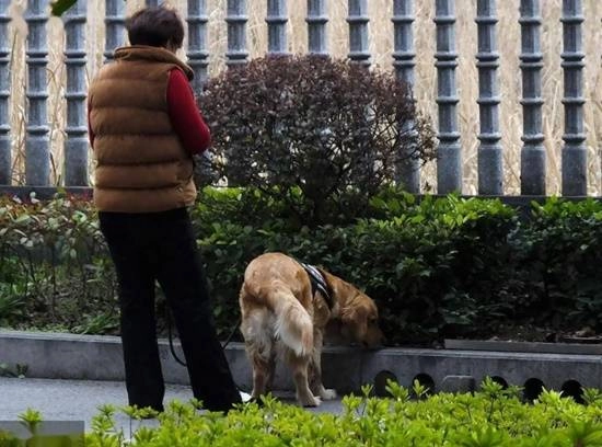 明年起遛狗不拴绳行为将从违规性质上升为违法行为，情节严重者最高可处10日拘留及1000元罚款