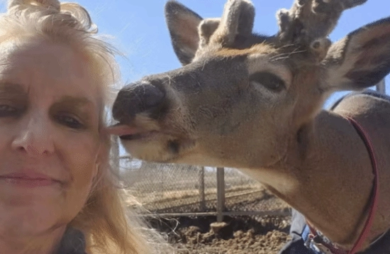 美国一女子坚持12年救助鹿群，不料最终惨死于鹿的攻击