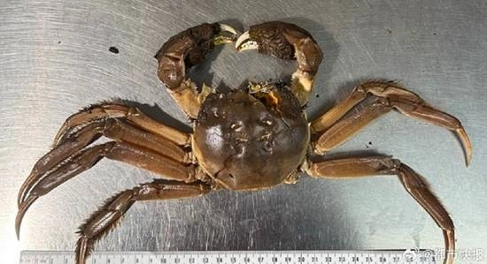 被入侵物种吓怕了！一只大闸蟹让美国一州陷入恐慌
