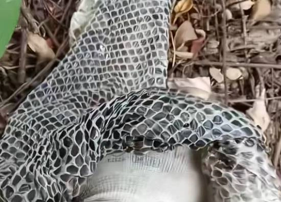 男子上山采药时发现一条长达5米的巨型蛇蜕，光是看到就吓得够呛