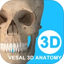维萨里3D解剖