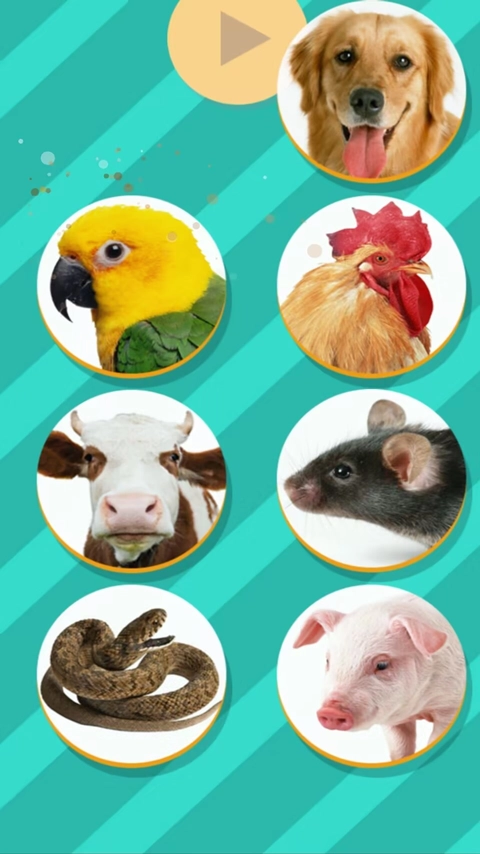 pettranslator动物语言翻译器图2