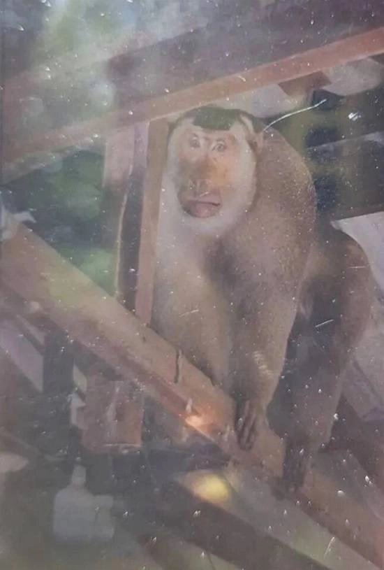 泰国63岁老人在家中遭遇野生猕猴袭击身中数十口咬伤不幸身亡