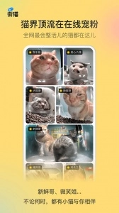 哈啰街猫截图2