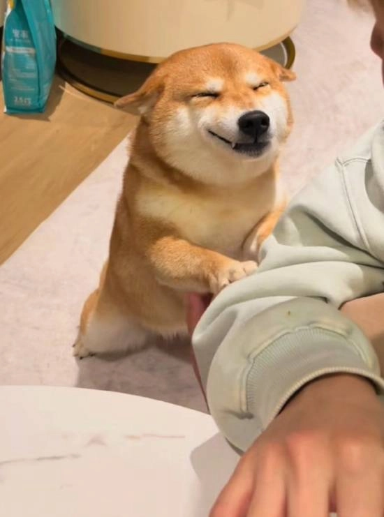 网红柴犬佩奇因标志性“飞机耳”与憨笑表情走红，日前不幸中毒离世
