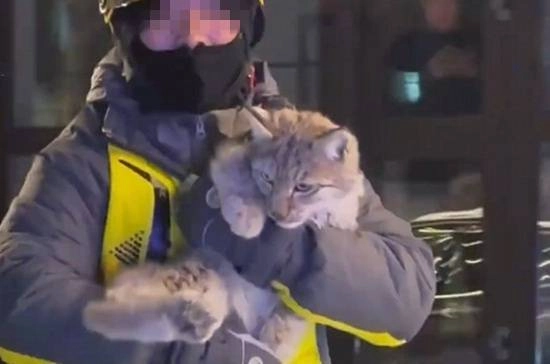 猞猁现身街头闲逛，外卖员误认成大猫出手救助，后续计划放归野外