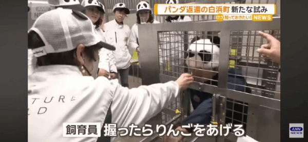 旅日大熊猫归国后，日本当地动物园安排人员装扮成大熊猫，供游客互动玩乐