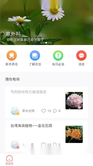 花信(花卉种植知识大全)图3
