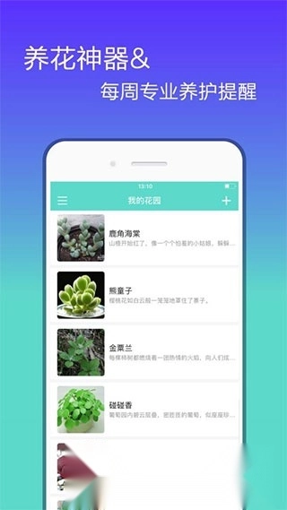 花信(花卉种植知识大全)图4