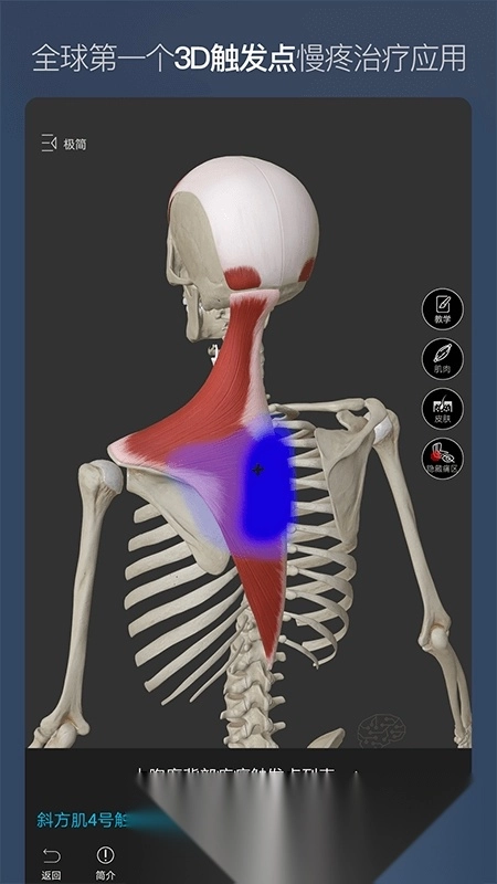 维萨里3D解剖免费安卓版图2