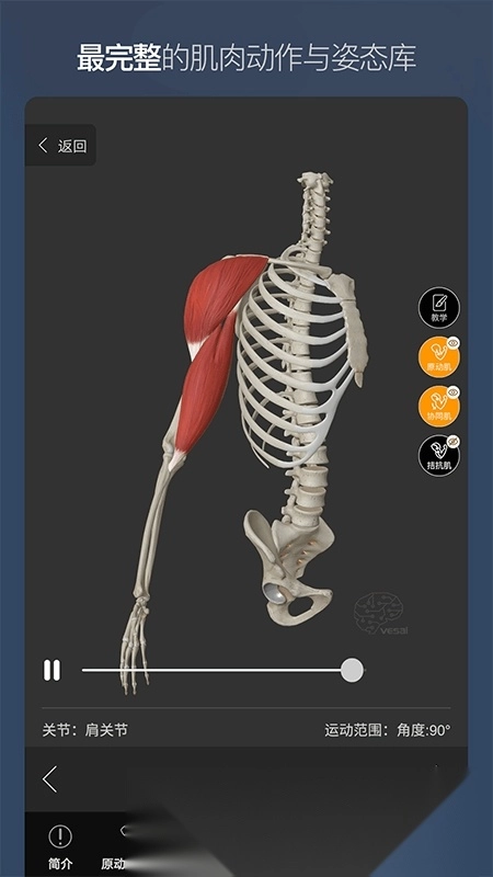 维萨里3D解剖免费安卓版图3