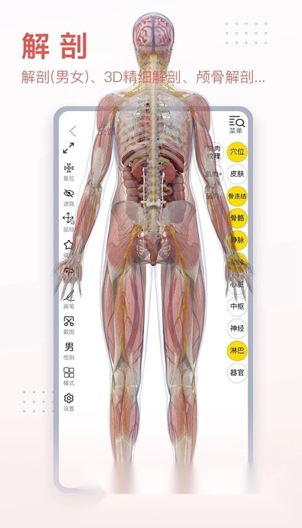 3Dbody解剖图手机版图1