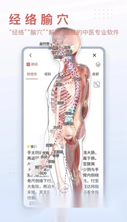 3Dbody解剖图手机版图5