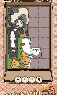 盒子猫