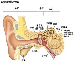 耳朵感知声音的过程中，哪一种细胞是必不可少的助力呢？