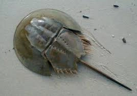哪一种海洋生物被称作海洋里的活化石