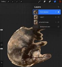 在Procreate里怎样更换背景颜色