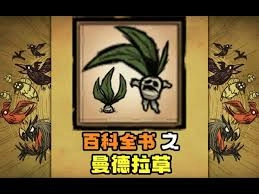 饥荒里的曼德拉草具体有哪些用途呢