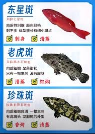 以下关于东星斑特点的描述中，哪一项是正确的？