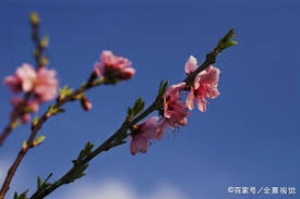 “小春此去无多日，何处梅花一绽香”这句诗描绘的是哪个节气的景象呢