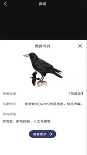 图音识鸟安装下载