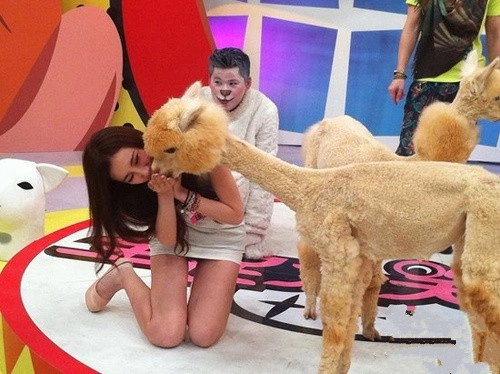 爆乳明星瑶瑶跪吻羊驼，直言实在受不了！