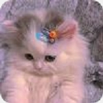猫爪工具箱通用版