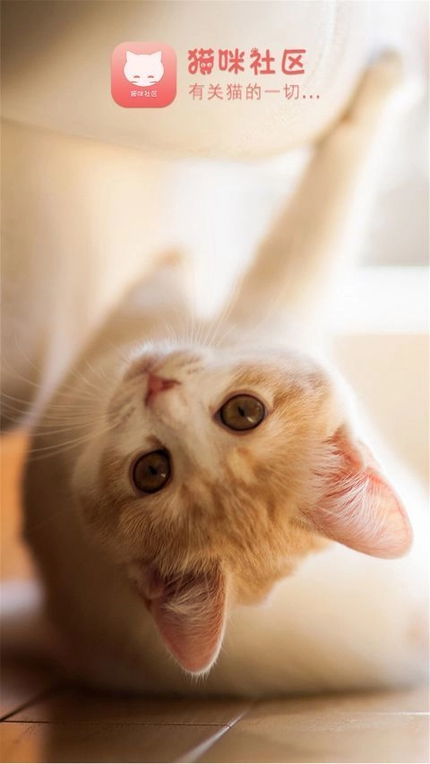 猫咪社区安卓直装版图1