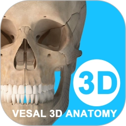 维萨里3D解剖老版