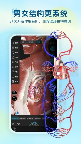 维萨里3D解剖老版